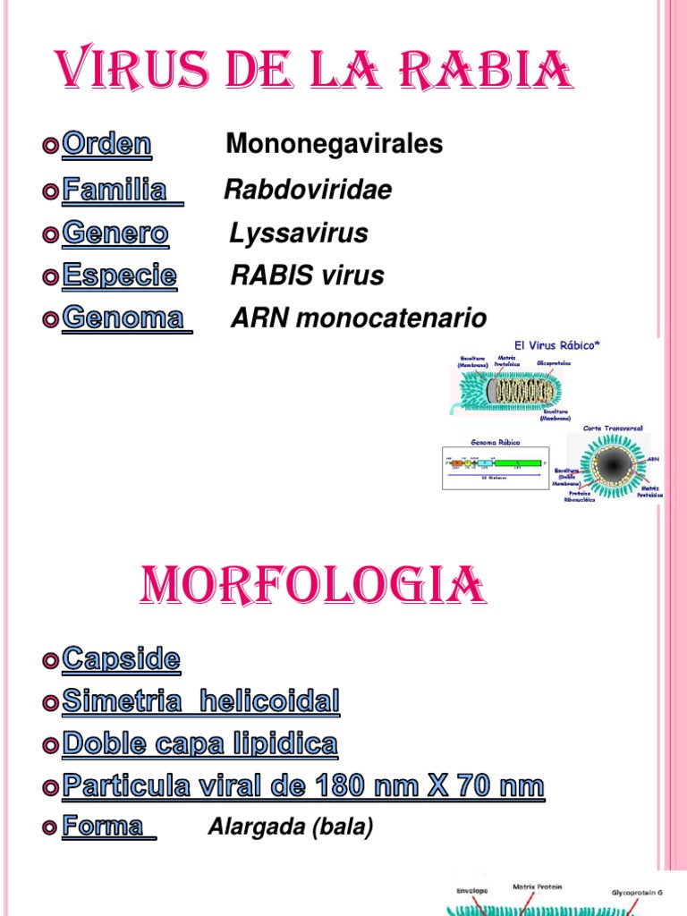 Estructura Del Virus De La Rabia Rabia Instituto Balmis De Vacunas