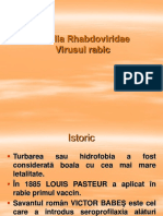 6.virusul Rabic