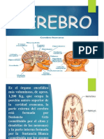 Diapositivas Cerebro Cerebelo y Medula Espinal