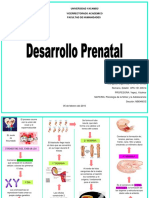 Etapas Del Desarrollo Prenatal