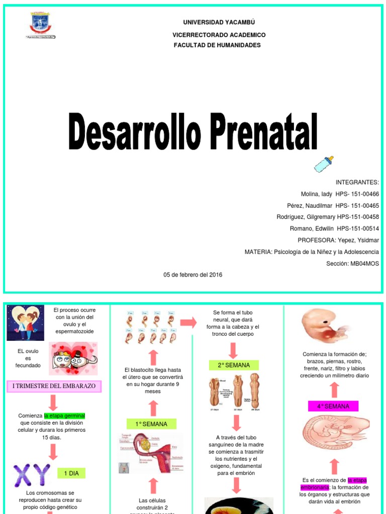 Etapas Del Desarrollo Prenatal | PDF | Feto | El embarazo