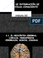 3.1 Neocortex Cerebral