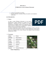 Morfología y partes de la piña | PDF