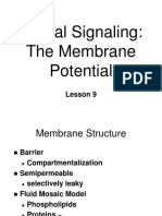 Neural Signaling: The Membrane Potential: Lesson 9