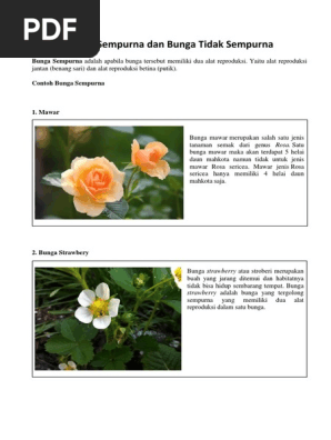 Paling Populer 16 Gambar Bunga Sempurna Dan Bahasa Paling Populer 16 Gambar Bunga Sempurna Dan Bahasa