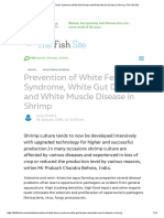 Prevention of White Feces Syndrome, White Gut Disease and White Muscle Disease in Shrimp - The Fish Site