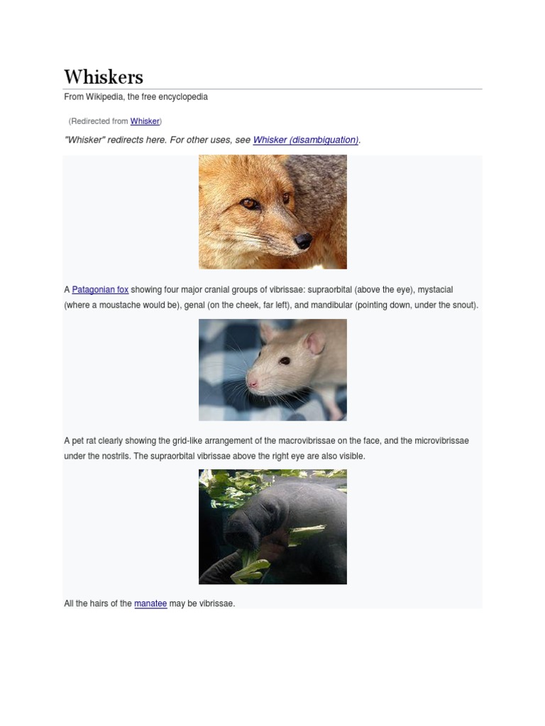 Whiskers Animal Anatomy Zoology