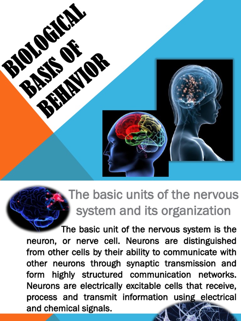 Biological Basis of Behavior Explained | PDF | Nervous System | Neuron