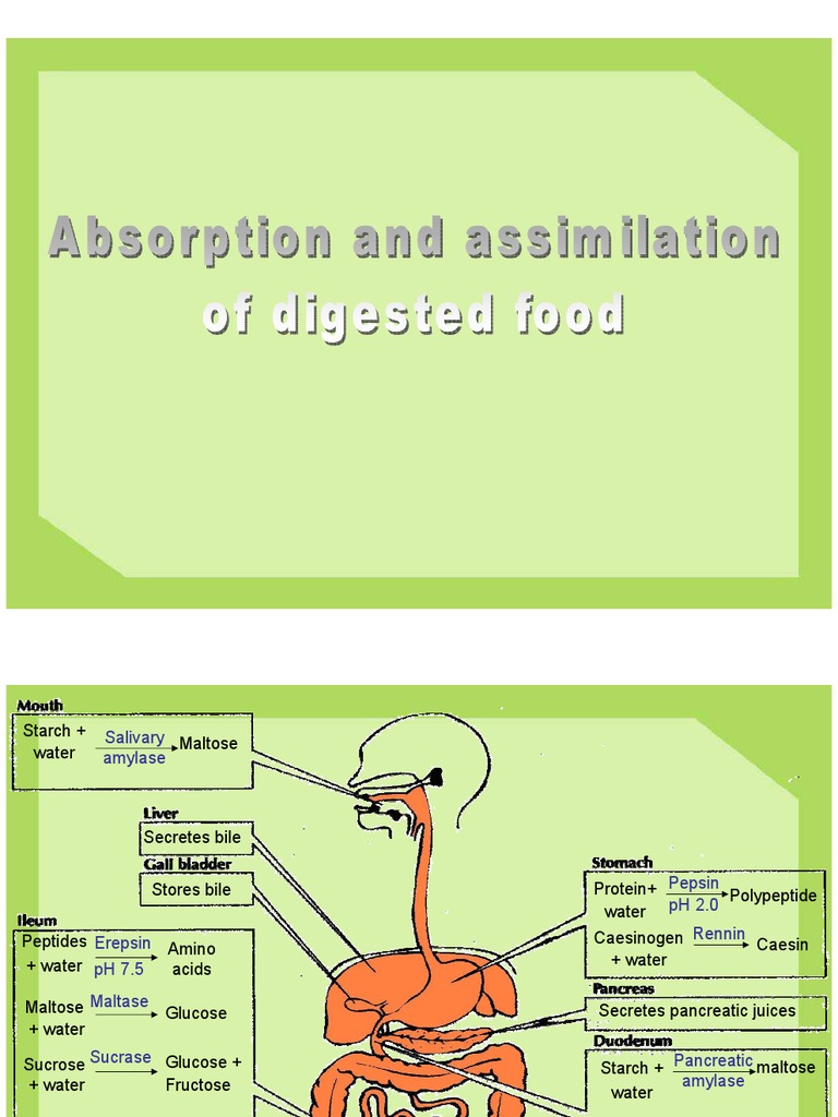 6.5 Absorption and Assimilation of Digested Food Digestion Glucose