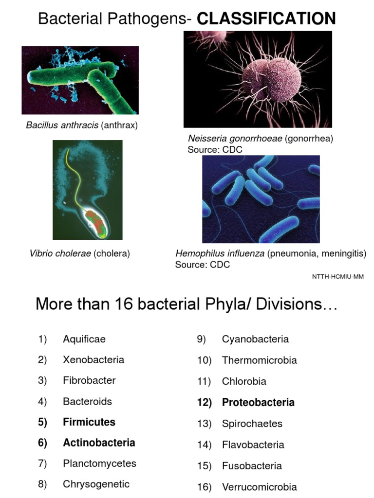 Bacteria Types Chart