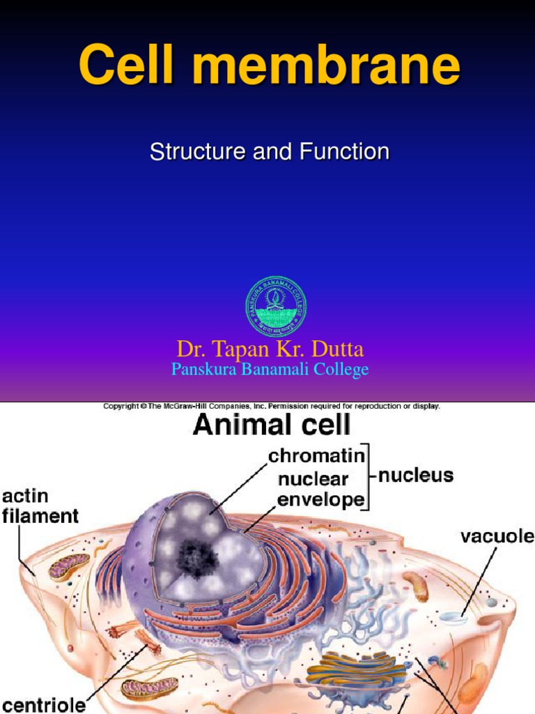Structure and Function of Cell Membrane | PDF | Cell Membrane | Osmosis
