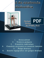 Notiuni de Anatomie Endodontica