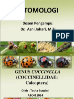 Genus Coccinella