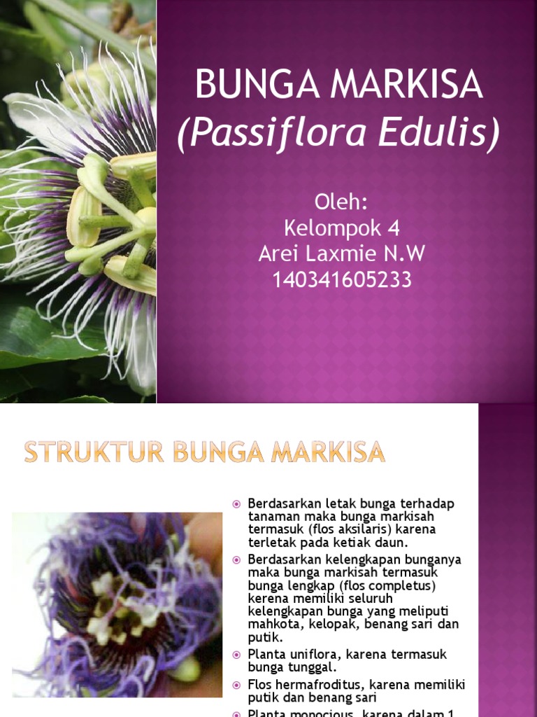 Pengamatan Bunga Markisa Passiflora Edulis
