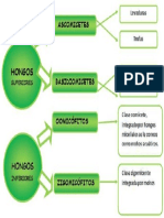 Clasificacion de Los Hongos