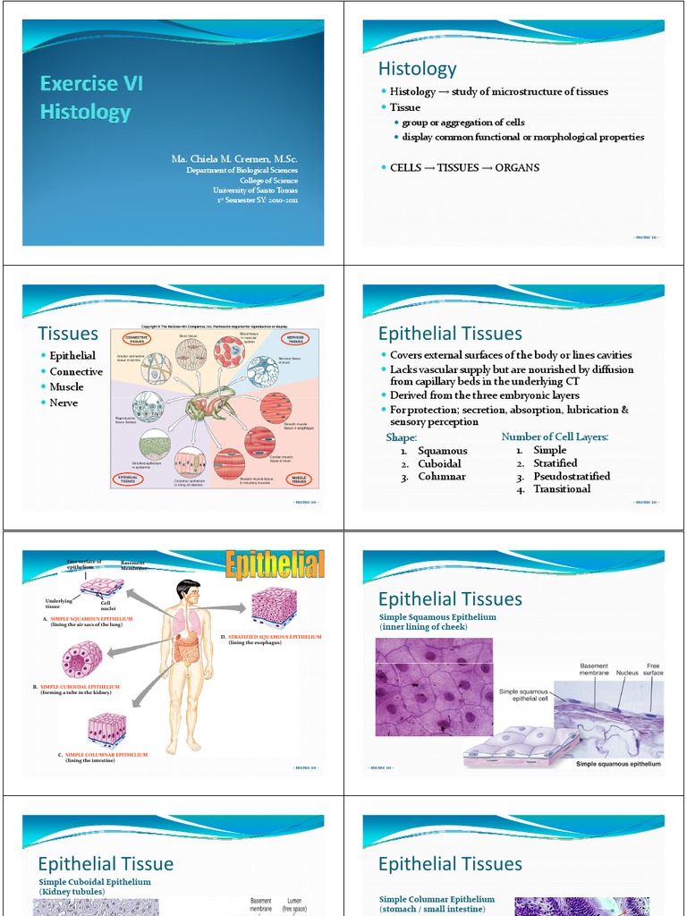 Epithelial and Connective Tissue Overview | PDF | Epithelium ...