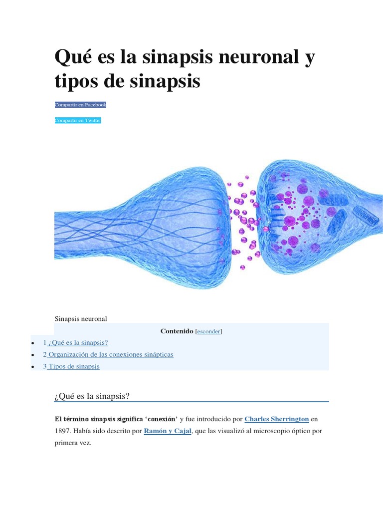 Tipos y función de la sinapsis neuronal | PDF | Sinapsis | Neurona