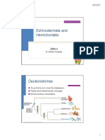 Z3 Echinodermatarev PDF