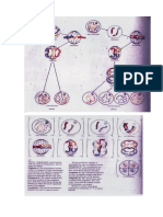 Meiosis Dan Mitosis PDF