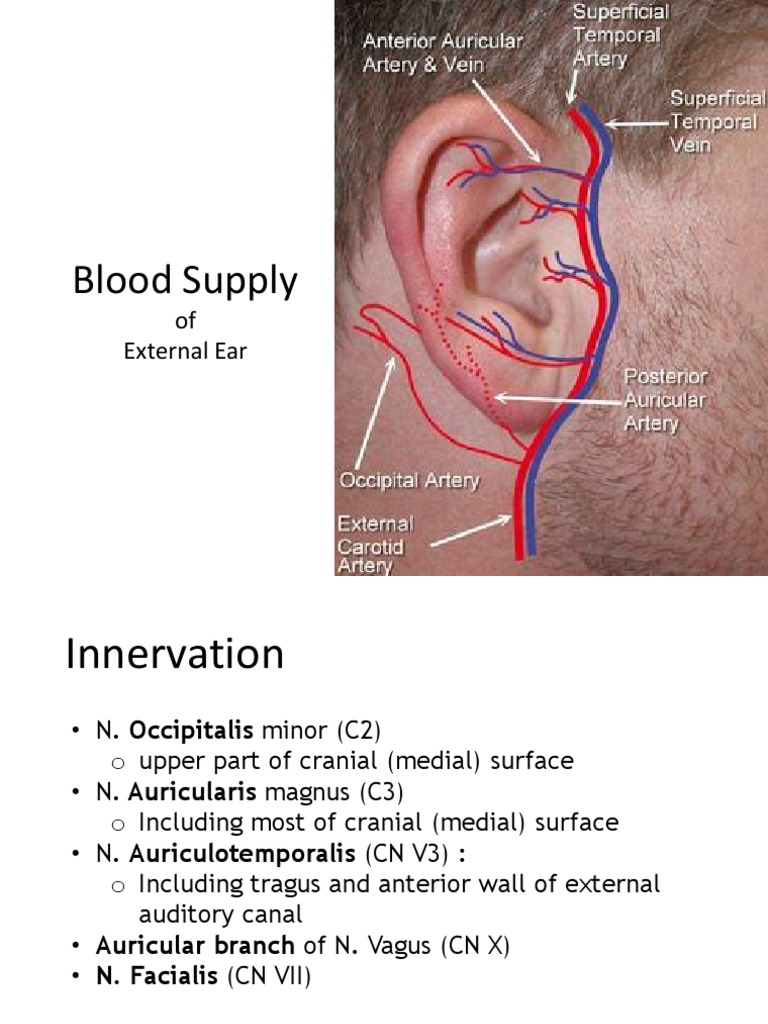 Blood Supply of External Ear Ear Sensory Organs