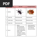 ciri-ciri laba & kumbang.docx