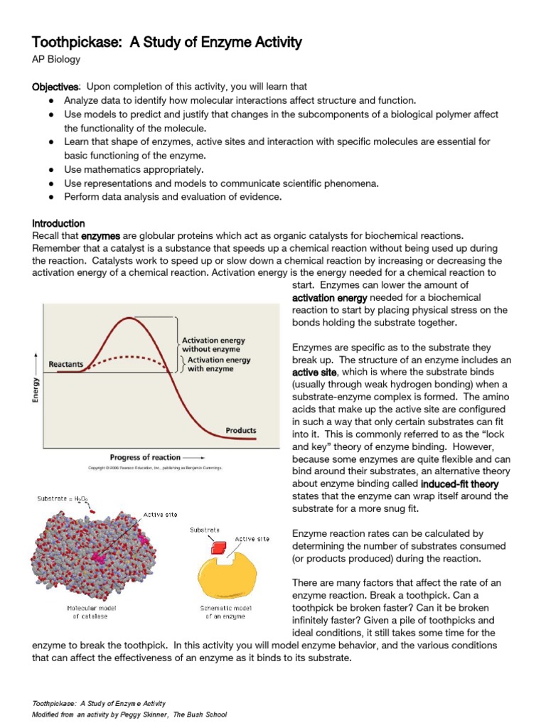 Toothpickase A Study of Enzyme ActivityAp Bio Version PDF
