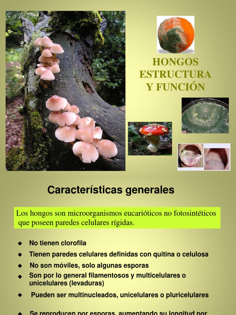 Estructura y Función de los Hongos | PDF | Hongo | Espora