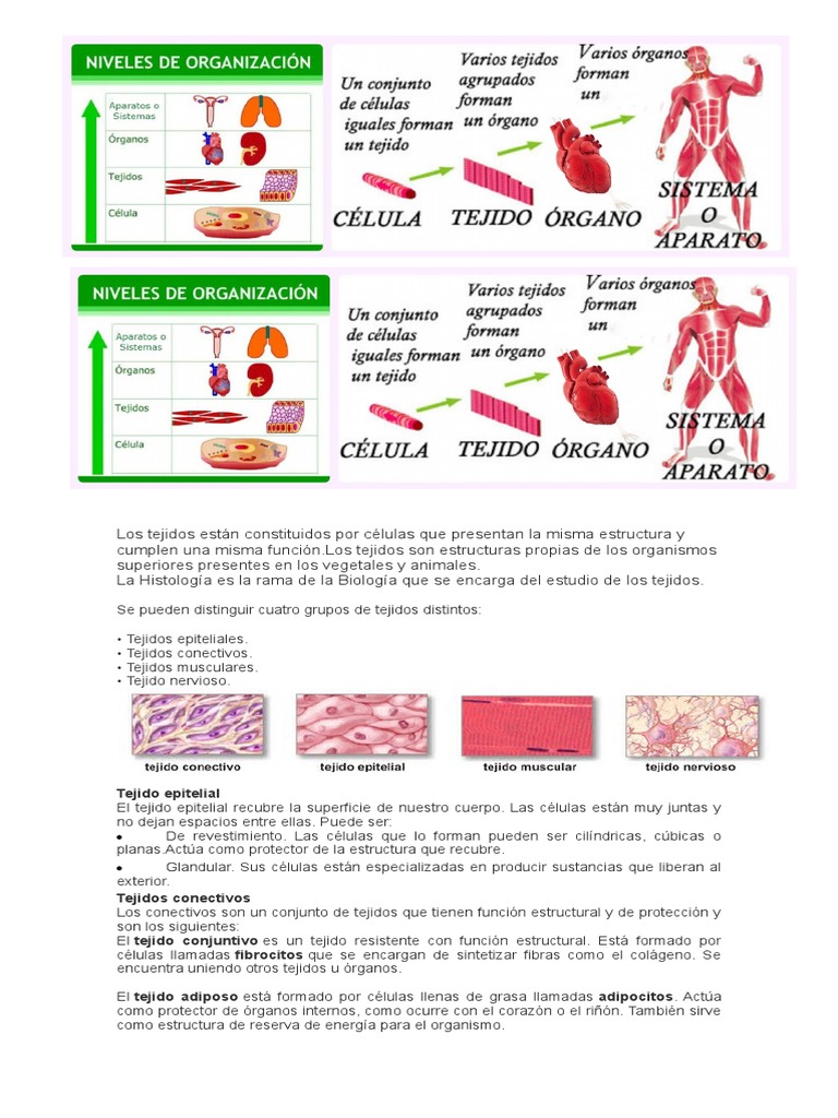 C lulas Tejidos Y rganos En Biolog a PDF Sangre Tejido Conectivo