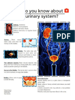 Anatomy and Function of the Urinary System