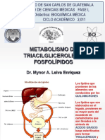 18 Metabolismo Triacilgliceroles PDF