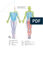 Dermatom Adalah Area Kulit Yang Dipersarafi Terutama Oleh Satu Saraf Spinalis