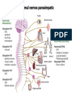 Parasimpatic