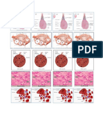 Mesoderm Ref