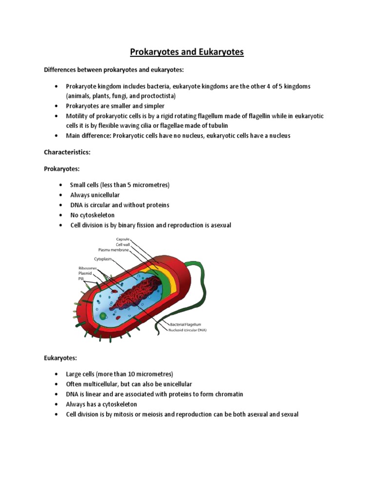 Prokaryotes vs Eukaryotes: Key Differences | PDF