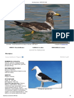 Gaviota Peruana - AVES DE CHILE PDF