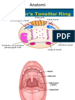 Anatomi Tonsil