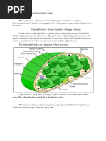 Photosynthesis Everything You Need to Know