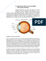 Anatomía y Estructura de Los Cinco Sentidos