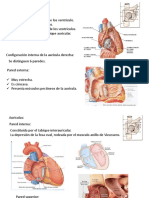 Anatomia Corazon