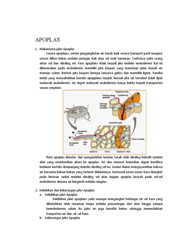 Yashirin kameralar onlayn