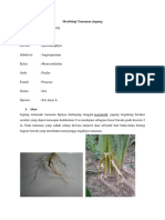 Morfologi Tanaman Jagung