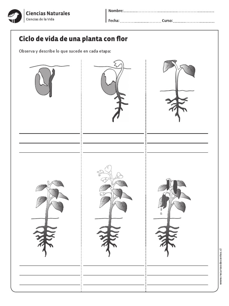 ciclo de vida de una flor.pdf