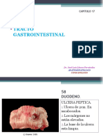 Tracto Gastrointestinal