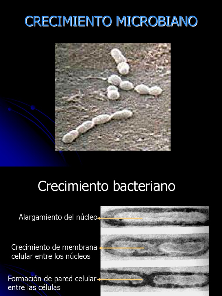 crecimiento-microbiano-ppt-las-bacterias-microorganismo