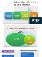 Ciclo Celular