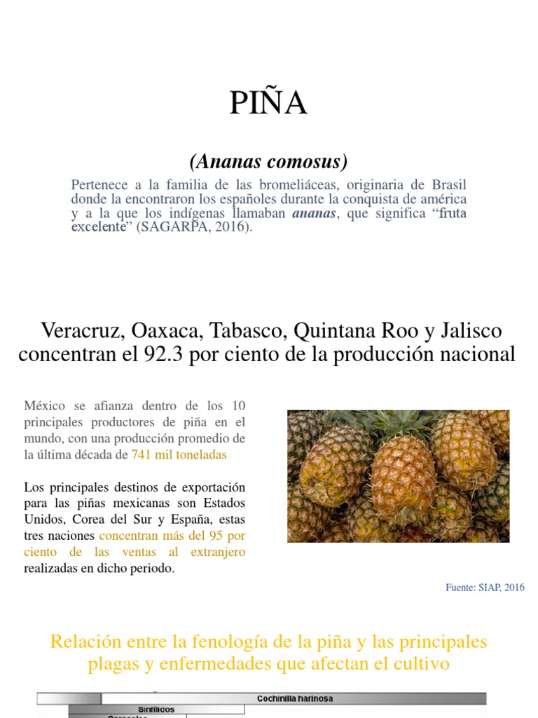 Plagas y Enfermedades en Piña | PDF | Hormiga | Piña