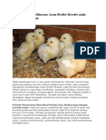 Manajemen Pemeliharaan Ayam Broiler Breeder Pada Periode Pemanasan