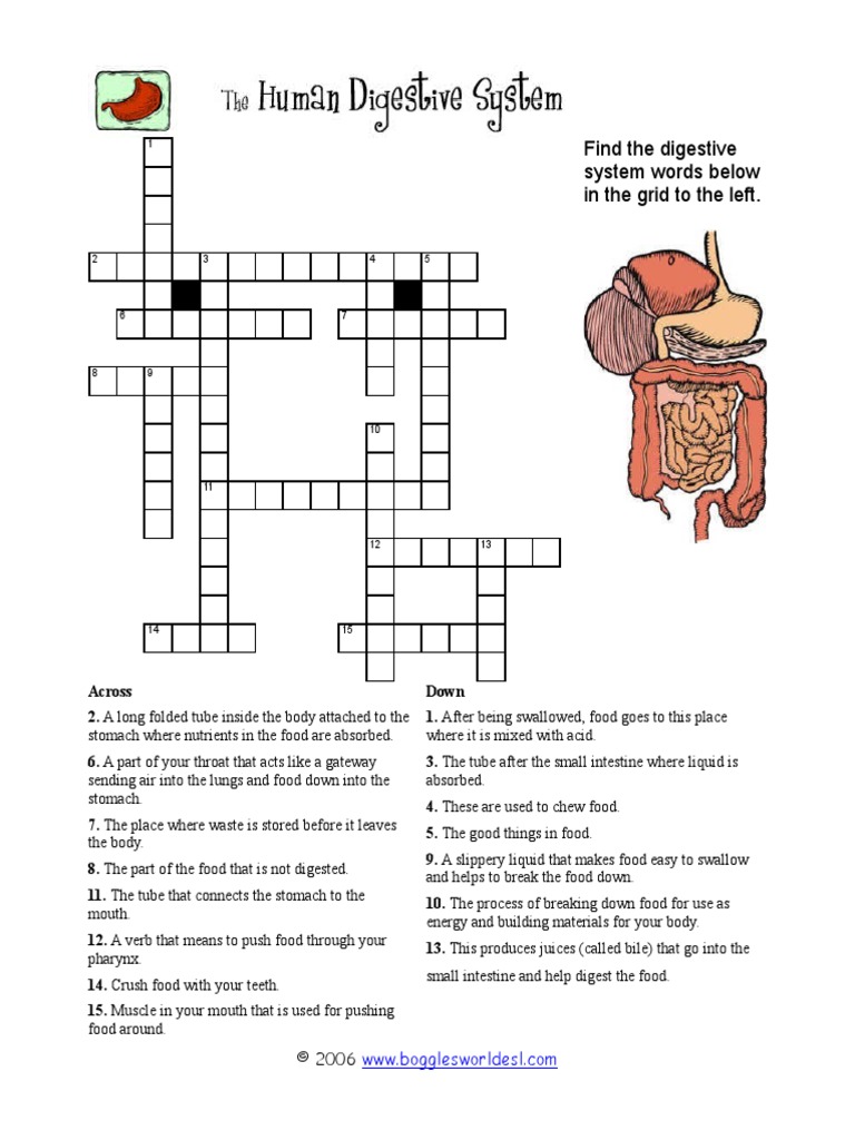 Digestivesystem Crossword