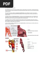 Exercices Bullworker pour tous les muscles | PDF | Abdomen | Main