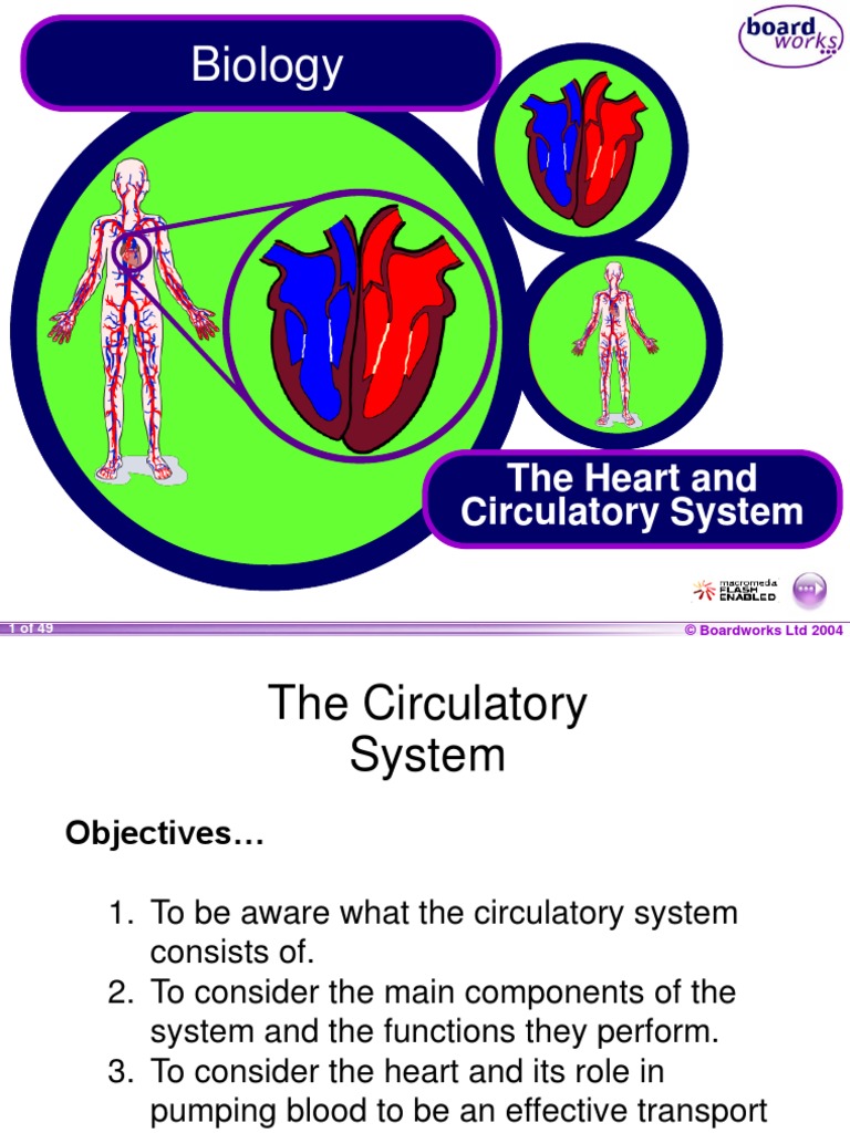 circulatory system presentation pdf